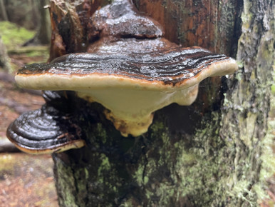 Vancouver Island - Johnstone Strait - Funghi