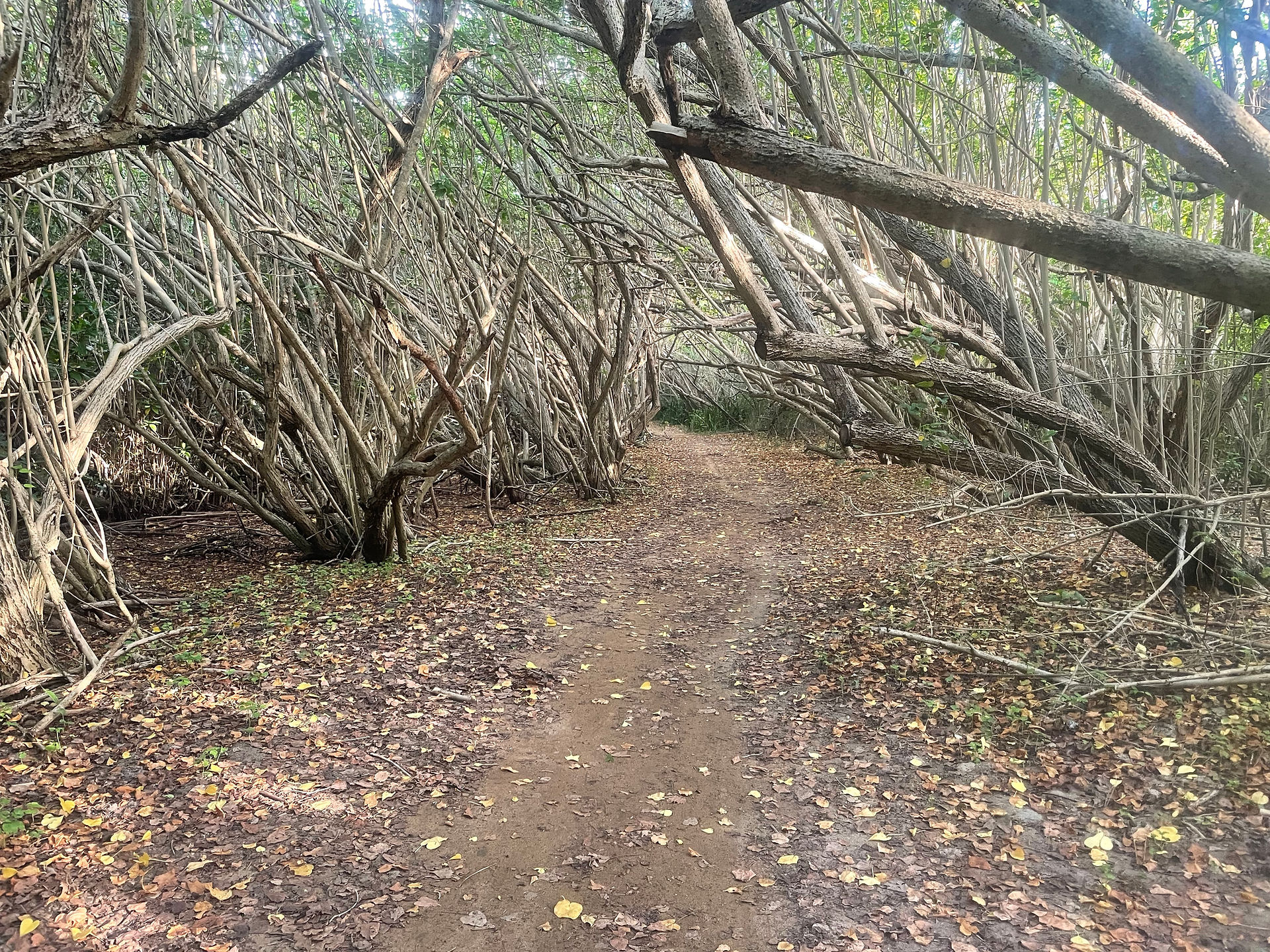 Puerto Rico - East Coast - Forest Path