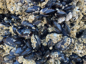 Vancouver Island - St Josef Bay - Barnacles