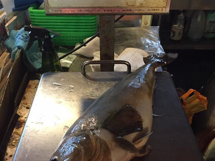Blog Toko Ikan Segar Takeda di Market Segitiga Otaru - Nebokke segar berkualitas 1.9kg ♪