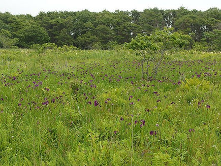 Nature Guide di Niseko
salah satu resort area di Hokkaido