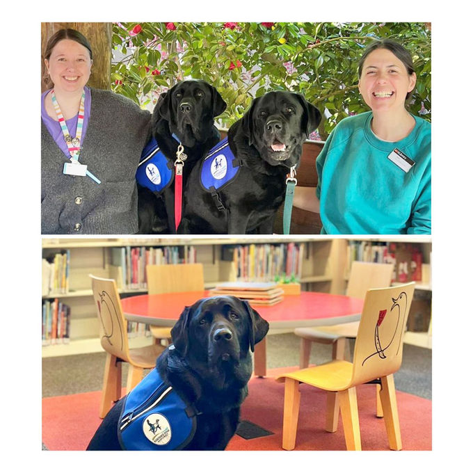 A black Labrador poses inside a library. 2 women smile on either side of 2 black Labradors.