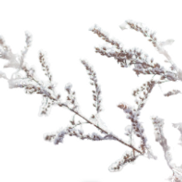 Schermafbeelding 2024-12-25 124229.png