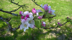 Appelboom Bloesem