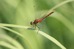 Odonate Dragonfly