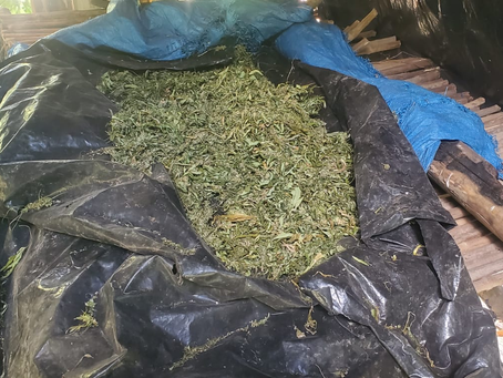 Fuerzas Armadas decomisa plantación de marihuana con más de 48 mil arbustos en Colón.