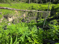 FF.AA. aseguran plantación de supuesta marihuana en Olancho