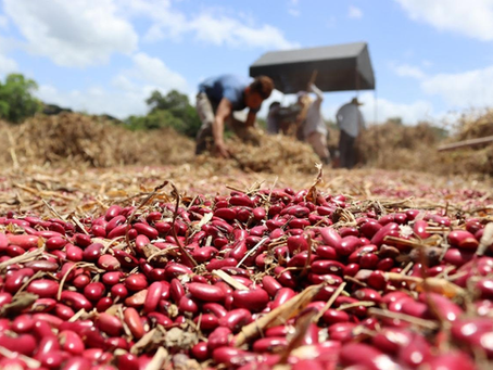 Producción nacional de frijol impulsa un repunte histórico en el sector agrícola