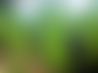 PMOP descubre extensa plantación de marihuana en Colón