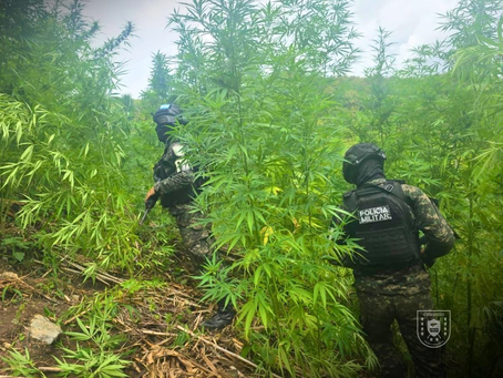 PMOP descubre extensa plantación de marihuana en Colón