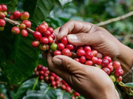 Honduras supera los $2,000 millones en exportaciones de café durante la cosecha 2024-2025