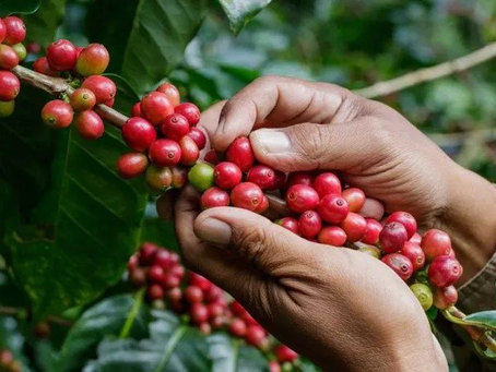 Honduras supera los $2,000 millones en exportaciones de café durante la cosecha 2024-2025
