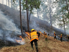 FF.AA. combaten 240 incendios forestales en lo que va del año