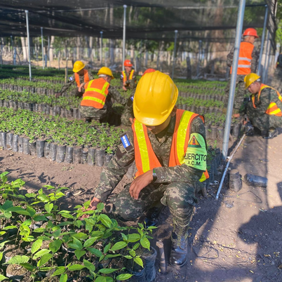 Noveno Batallón de Infantería impulsa producción de más de 50 mil árboles