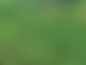 PMOP localiza plantación de marihuana en Tocoa