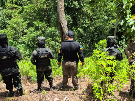 FF.AA. asegura cultivo de hoja de coca en Colón