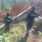 FF. AA. aseguran 170 mil pies de madera por tala ilegal en Olancho