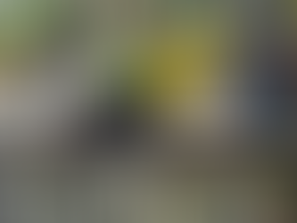 Operativo en Copán rescata a tres tucanes en cautiverio