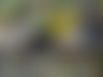 Operativo en Copán rescata a tres tucanes en cautiverio