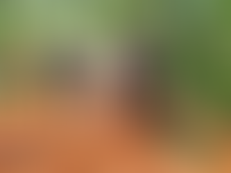 Operativos ambientales permiten localizar daños ecológicos y decomisar madera ilegal