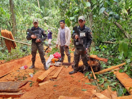 Operativos ambientales permiten localizar daños ecológicos y decomisar madera ilegal