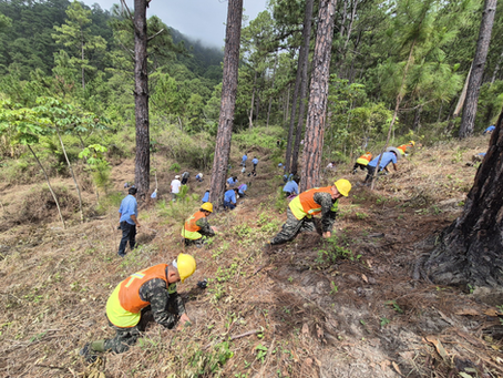 Fuerzas Armadas reforestan zonas estratégicas en todo el país