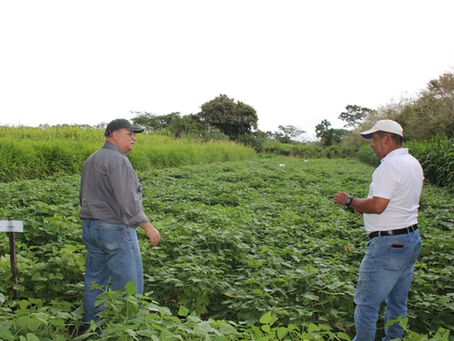 Productores de Olancho impulsan la adopción de frijol con mayor valor nutricional