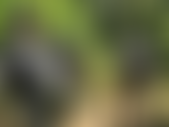 Patrullajes militares protegen recursos naturales en Atlántida