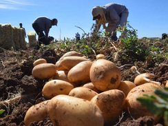 Autoridades de la SAG abordan comercialización y cultivo de papa con productores de Ocotepeque
