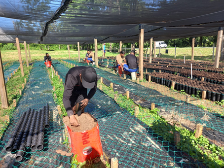 C-9 impulsará reforestación masiva con renovación de vivero