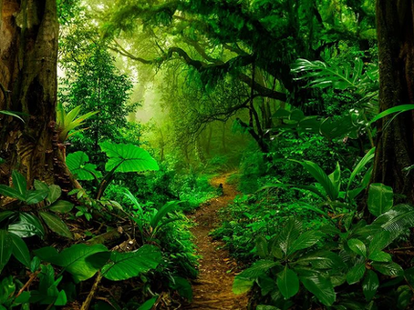 Honduras alza la voz por los bosques tropicales