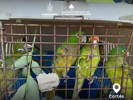 FFAA ejecutan operativo contra tráfico ilegal de fauna silvestre en Yojoa