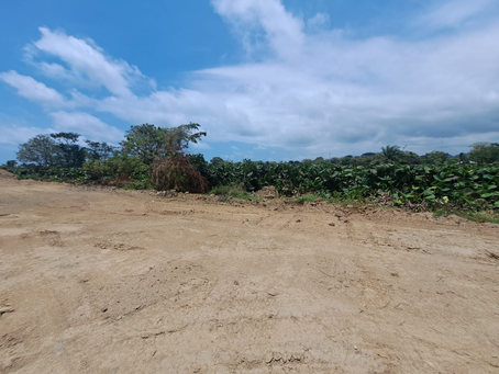 Fuerzas Armadas neutralizan destrucción de manglar en Omoa