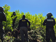 FF.AA. erradican más de 200 mil arbustos de hoja de coca en 77 días