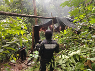 FF. AA. y Ministerio Público erradican plantación con 16 mil arbustos de hoja de coca en Colón