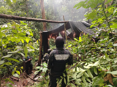 FF. AA. y Ministerio Público erradican plantación con 16 mil arbustos de hoja de coca en Colón