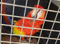Protegen guara roja tras operativo realizado en Tierra Blanca, Danlí