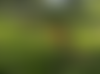 La reforestación y su importancia en la salud de los ecosistemas