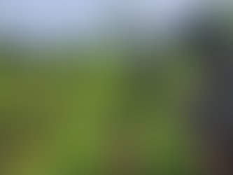 FF.AA. localiza y asegura plantación de supuesta hoja de coca en Olancho