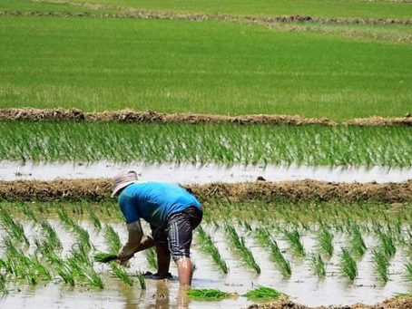 Cosecha histórica de arroz impulsa el desarrollo agrícola en Comayagua