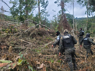 FF.AA. detiene deforestación ilegal en Olancho