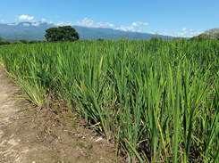 Honduras y China fortalecen juntos la producción de arroz