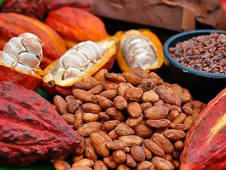 Expoferia de cacao hondureño impulsará a productores locales
