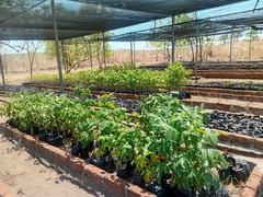 Unidades militares producen más de  40 mil plantas en viveros