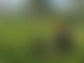 Soldados Ambientales reforestan Bosque Modelo en Quimistán, Santa Bárbara