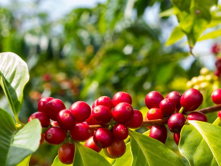 Honduras con paso firme en el comercio mundial del café