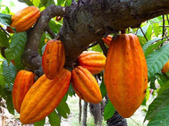 Ruta agro-turística del cacao impulsa nuevas oportunidades económicas en Honduras