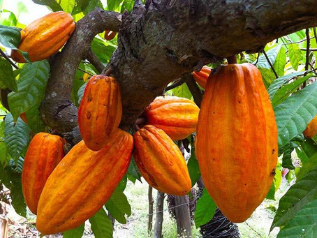 Ruta agro-turística del cacao impulsa nuevas oportunidades económicas en Honduras