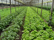 Invierten más de 23 millones de lempiras en producción hortícola de Comayagua