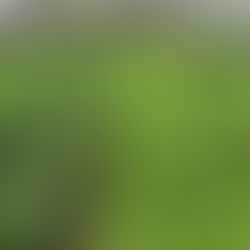 Invierten más de 23 millones de lempiras en producción hortícola de Comayagua